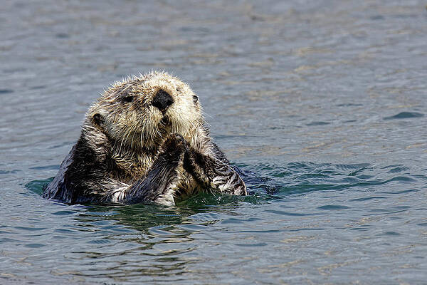 Wild Wall Art featuring the photograph The Otter's Prayer -- Southern Sea Otter In Morro Bay, California by Darin Volpe