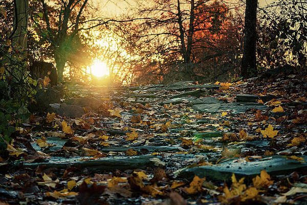 Fall Photograph - The Path Between by Jason Fink