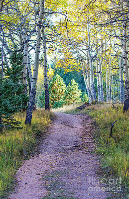 Colorado Wall Art featuring the photograph The Path by Shirley Dutchkowski