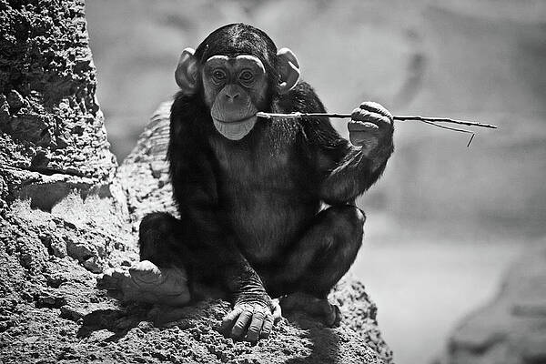 Serene Photograph - The Philosopher by Tatiana Travelways