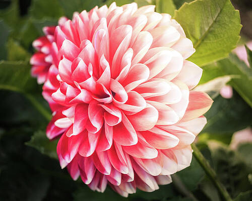 Beautiful Wall Art featuring the photograph The Pink Dahlia by Shannon Williams