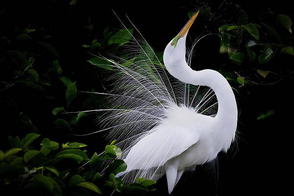 Wall Art featuring the photograph The Poised Beauty Of A Great White Egret by Rebecca Herranen
