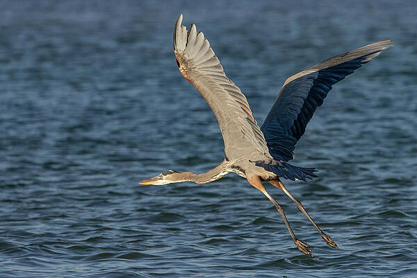 Florida Photograph - The Power Stroke by RD Allen