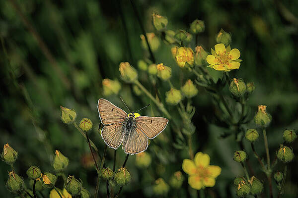Flower Photograph - The Promised Land by Tim Lyden