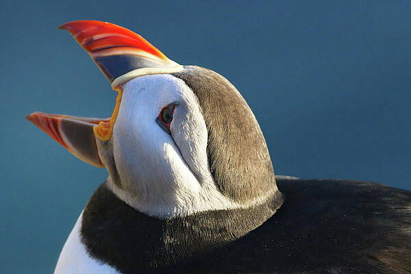 Puffin Photograph - The Puffin Speaks by Christopher Mathews