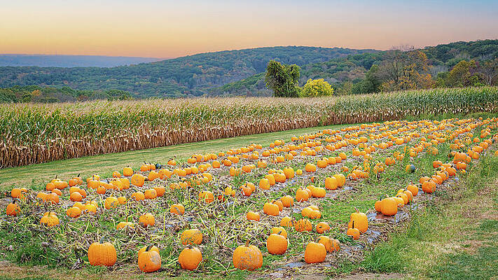 Sunset Over the Pumpkin Farm Wall Art