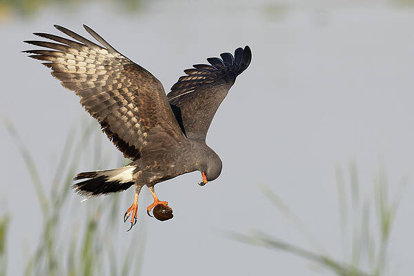 Florida Photograph - The Question by RD Allen