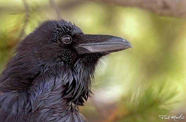 Mountain Wall Art featuring the photograph The Raven. by Paul Martin