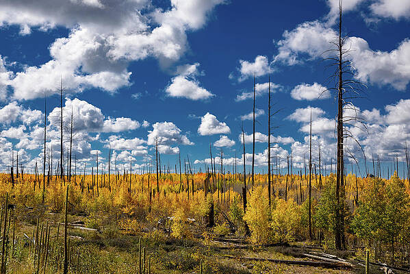 Nps Photograph - The Recovery by Matt Halvorson