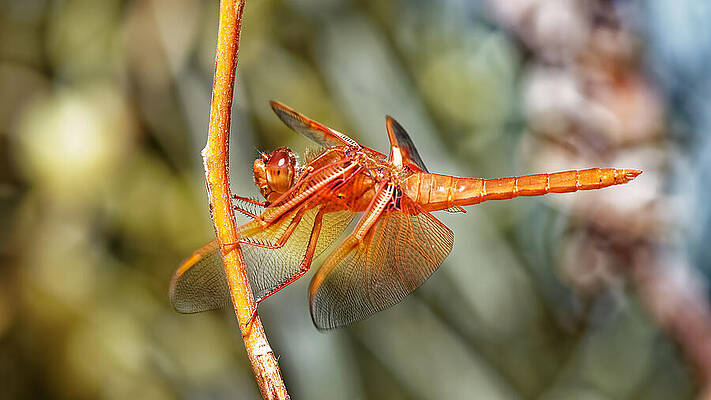 Wall Art featuring the photograph The Red Baron - Flame Dragonfly by KJ Swan