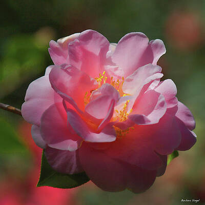 Rose Wall Art featuring the photograph The Rose by Barbara Siegel