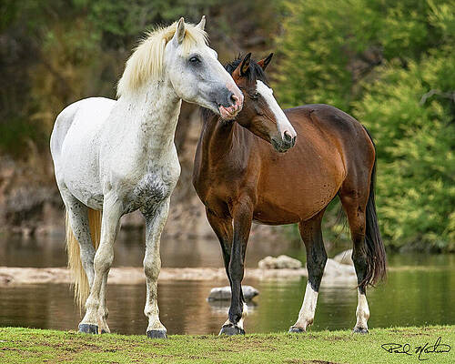 Two Horses by a Tranquil Lake Photograph