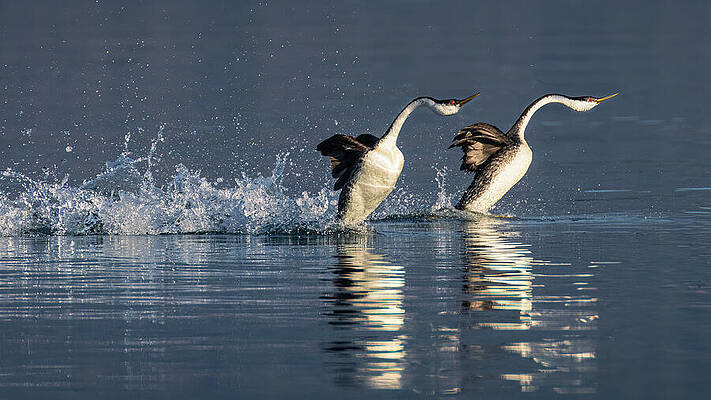 Majestic Wall Art featuring the photograph The Rush Is On by Mike Lee
