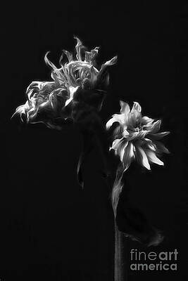 Wilting Sunflowers in Grayscale Wall Art
