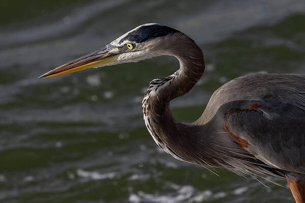 Florida Photograph - The Stare by RD Allen