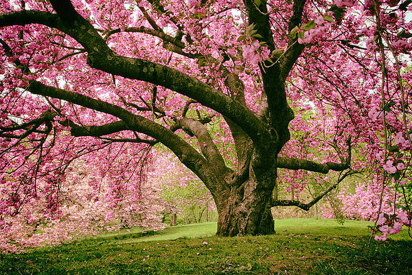 Jessica Jenney Flowering Spring Trees Wall Art
