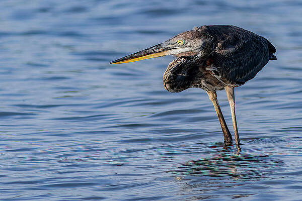Florida Photograph - The Stealthy Stalker by RD Allen