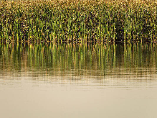 Tranquil Reed Reflection Photograph