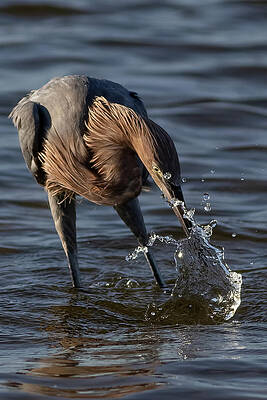 Florida Photograph - The Strike by RD Allen