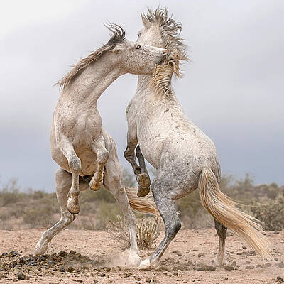 Mountain Wall Art featuring the photograph The Stud Pile. by Paul Martin