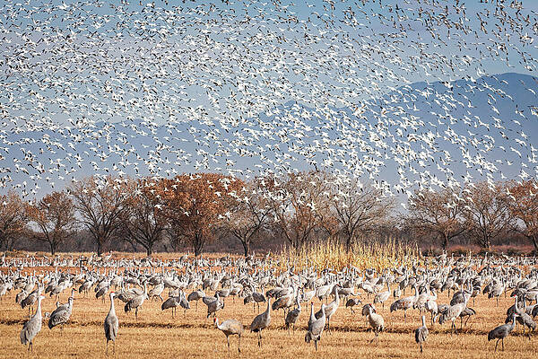 Wall Art featuring the photograph The Symphony Of Migration - Snow Geese And Sandhill Cranes by Rebecca Herranen