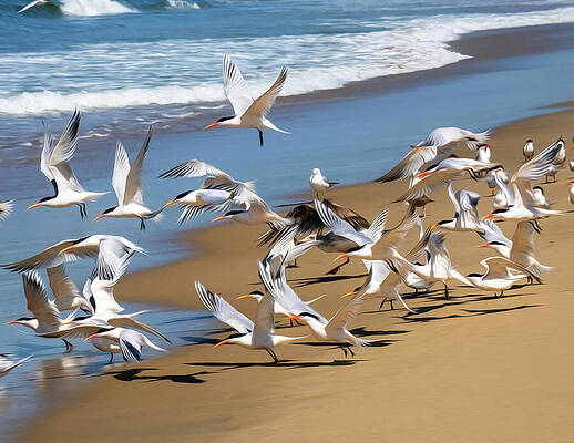 Wall Art featuring the photograph The Terns Aloft Again by Joe Schofield