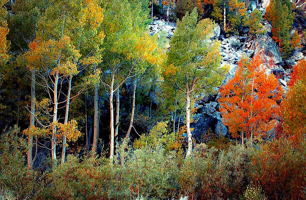 Wall Art featuring the photograph The Transition Of Seasonal Trees by Bonnie Colgan