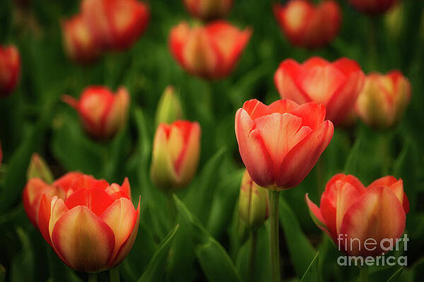Wall Art featuring the photograph The Tulip Waltz by Dodie Ross