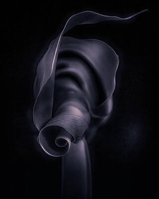 Delicate Wall Art featuring the photograph The Unfurling by Dodie Ross