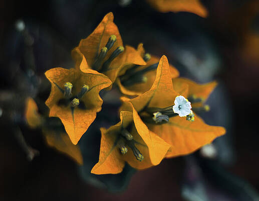 Wall Art featuring the photograph The Villea by Gian Smith