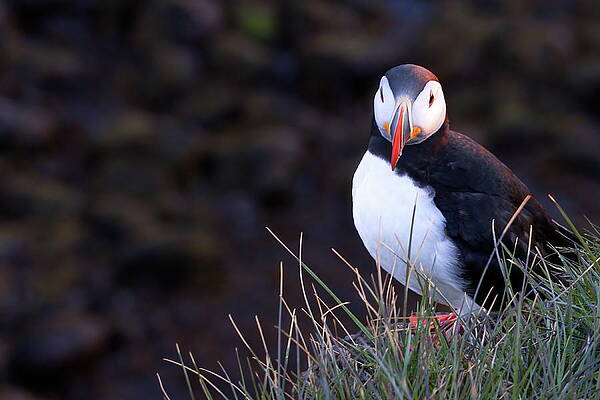 Puffin Photograph - The Watchful Puffin by Christopher Mathews