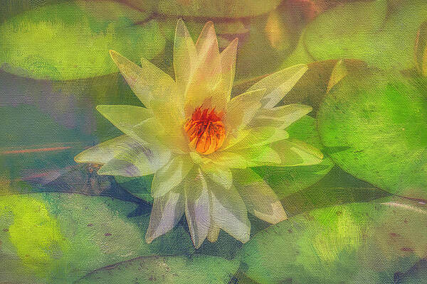 Wall Art featuring the photograph The Water Lily by Penny Polakoff