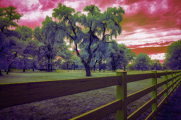 Wall Art featuring the photograph The Weeping Trees by Penny Polakoff