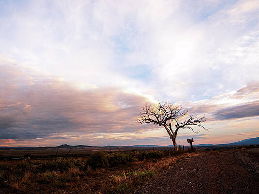 Tree Photograph - The Welcome Tree At Sunrise by Robert Niemeier