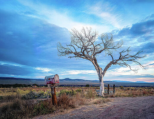 Tree Wall Art featuring the photograph The Welcome Tree by Robert Niemeier