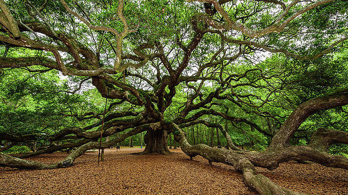 The Whole Angel Oak Tree by Louis Dallara