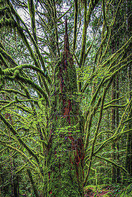 Photograph - The Woods Golden Ears Provincial Park British Columbia Canada by Tommy Farnsworth