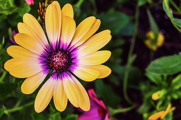 Beautiful Wall Art featuring the photograph The Yellow Daisy Flower by Shannon Williams