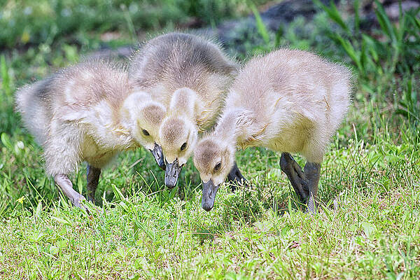 Wall Art featuring the photograph THE GOSLING AMIGOS By Mary Lou Chmura by Mary Lou Chmura