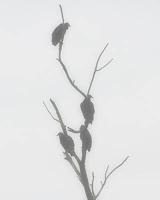 Wall Art featuring the photograph Their Waiting Four Black Vultures In Dead Tree by Flees Photos