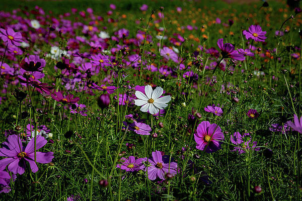 Serene Wall Art featuring the photograph There's One In Every Crowd by Cindy Robinson