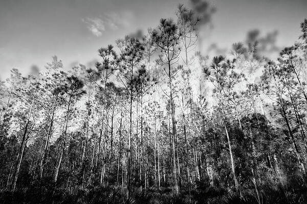 Wall Art featuring the photograph THICKET Tree-51-1-2-3D by Sally Fuller