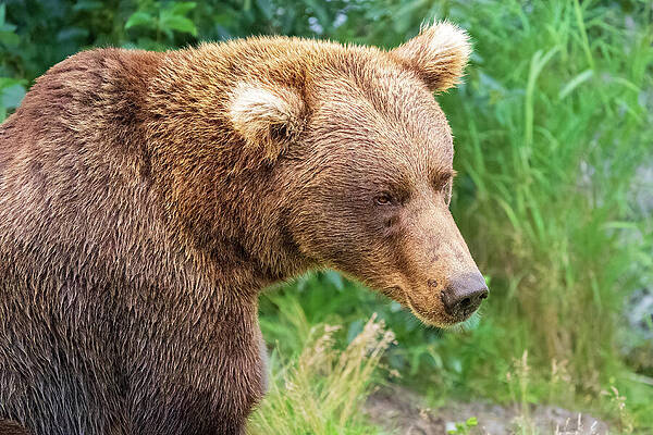 Grizzly Bear in Natural Habitat Wall Art