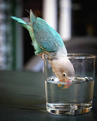 Wall Art featuring the photograph Thirsty Bird by Steven Nelson