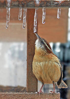 Bird Photograph - Thirsty by Gina Fitzhugh