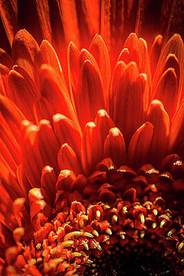 Moody Wall Art featuring the photograph This Flowers On Fire by Nova Rae