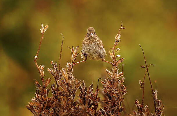 Bird Wall Art featuring the photograph This Is Awkward by Jean Noren
