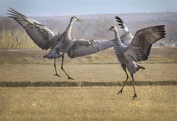 Wall Art featuring the photograph This Is Love - Sandhill Cranes by Rebecca Herranen