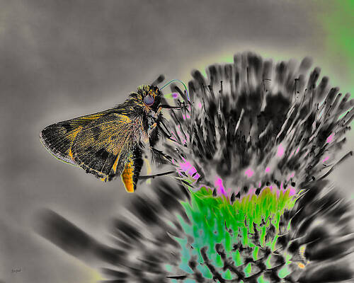 Butterfly Photograph - Thistle And Woodland Skipper by Bruce Block