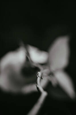 Moody Wall Art featuring the photograph Thorn by Nova Rae